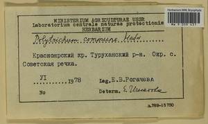 Polytrichum commune Hedw., Гербарий мохообразных, Мхи - Красноярский край, Тыва и Хакасия (B17) (Россия)