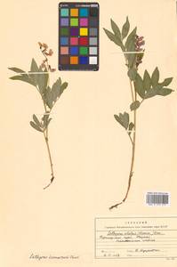 Чина Комарова Ohwi, Сибирь, Дальний Восток (S6) (Россия)