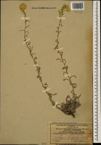 Helichrysum plinthocalyx (K. Koch) Sosn., Кавказ, Азербайджан (K6) (Азербайджан)