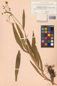 Лютик длиннолистный L., Восточная Европа, Нижневолжский район (E9) (Россия)