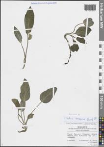 Lamiaceae, Восточная Европа, Средневолжский район (E8) (Россия)