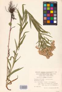 Galatella sedifolia subsp. sedifolia, Восточная Европа, Восточный район (E10) (Россия)
