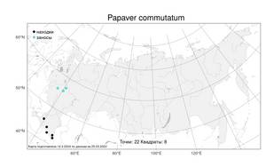 Papaver commutatum, Мак переменчивый Fisch. & C. A. Mey., Атлас флоры России (FLORUS) (Россия)