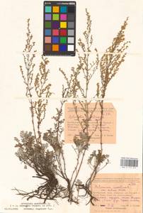 Artemisia caerulescens subsp. caerulescens, Восточная Европа, Восточный район (E10) (Россия)