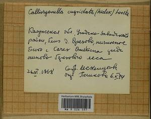 Calliergonella cuspidata (Hedw.) Loeske, Гербарий мохообразных, Мхи - Центральное Нечерноземье (B6) (Россия)
