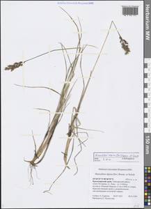 Anthoxanthum monticola (Bigelow) Veldkamp, Сибирь, Центральная Сибирь (S3) (Россия)