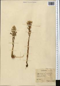 Заразиха, Средняя Азия и Казахстан, Каракумы (M6) (Туркмения)