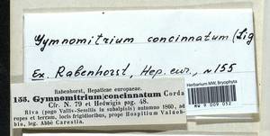 Gymnomitrion concinnatum (Lightf.) Corda, Гербарий мохообразных, Мхи - Западная Европа (BEu) (Италия)