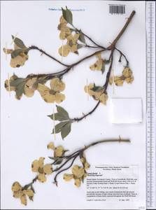 Cornus florida L., Америка (AMER) (США)