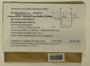 Leskea polycarpa Hedw., Гербарий мохообразных, Мхи - Центральное Нечерноземье (B6) (Россия)