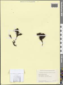 Камнеломка твердоногая Sommier & Levier, Кавказ, Краснодарский край и Адыгея (K1a) (Россия)