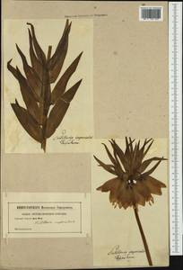 Fritillaria imperialis L., Западная Европа (EUR) (Неизвестно)