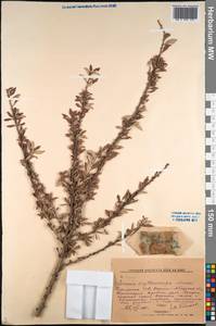 Prunus bifrons Fritsch, Средняя Азия и Казахстан, Западный Тянь-Шань и Каратау (M3) (Киргизия)