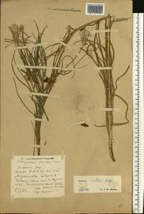 Candollea mollis (M. Bieb.) Yild., Восточная Европа, Ростовская область (E12a) (Россия)