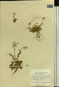 Резуха альпийская L., Восточная Европа, Северный район (E1) (Россия)