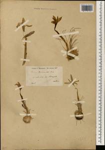 Crocus pallasii subsp. haussknechtii (Boiss. & Reut. ex Maw) B.Mathew, Зарубежная Азия (ASIA) (Турция)