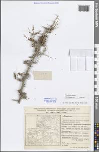 Курчавка шиповатая L., Зарубежная Азия (ASIA) (КНР)