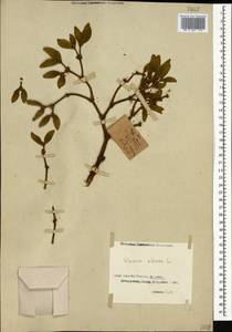 Омела белая L., Кавказ, Грузия (K4) (Грузия)