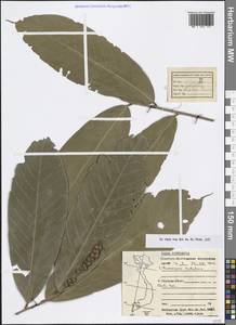 Lithocarpus tubulosus (Hickel & A.Camus) A.Camus, Зарубежная Азия (ASIA) (Вьетнам)