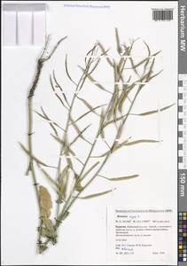 Брюква, Рапс L., Сибирь, Прибайкалье и Забайкалье (S4) (Россия)