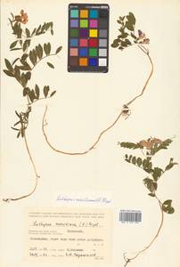 Lathyrus japonicus var. maritimus (L.) J.T.Kartesz & Gandhi, Сибирь, Дальний Восток (S6) (Россия)