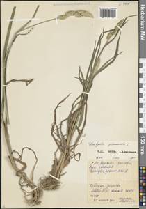 Ежа сборная L., Кавказ, Северная Осетия, Ингушетия и Чечня (K1c) (Россия)