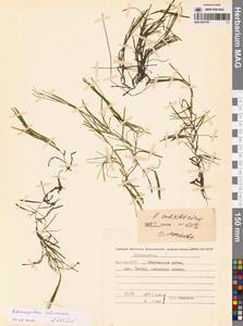 Рдест сибирский A.Benn., Сибирь, Якутия (S5) (Россия)