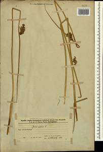 Ситник развесистый L., Кавказ, Азербайджан (K6) (Азербайджан)