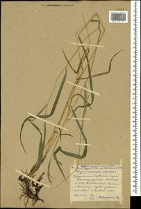 Коротконожка перистая (L.) P.Beauv., Кавказ, Ставропольский край, Карачаево-Черкесия, Кабардино-Балкария (K1b) (Россия)