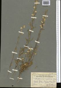 Delphinium rugulosum Boiss., Средняя Азия и Казахстан, Муюнкумы, Прибалхашье и Бетпак-Дала (M9) (Казахстан)