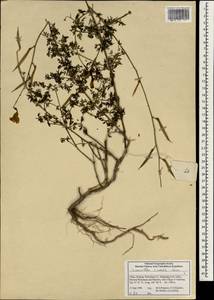Incarvillea sinensis Lam., Зарубежная Азия (ASIA) (КНР)