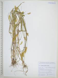 Щетинник сизый, Щетинник малый (Poir.) Roem. & Schult., Сибирь, Дальний Восток (S6) (Россия)