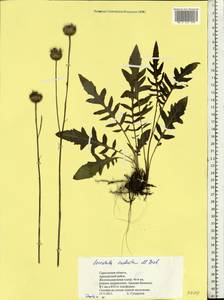 Klasea radiata subsp. radiata, Восточная Европа, Нижневолжский район (E9) (Россия)