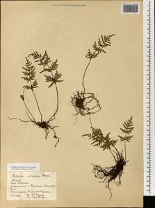 Oeosporangium nitidulum (Hook.) Fraser-Jenk., Зарубежная Азия (ASIA) (КНР)