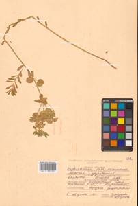 Молочай острый L., Сибирь, Дальний Восток (S6) (Россия)