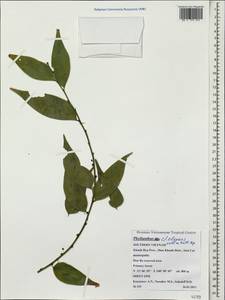 Phyllanthus elegans Wall. ex Müll.Arg., Зарубежная Азия (ASIA) (Вьетнам)