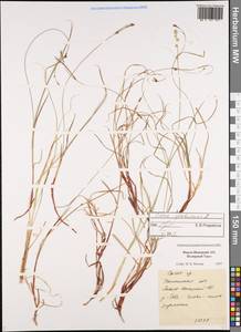 Осока шаровидная L., Сибирь, Западная Сибирь (S1) (Россия)