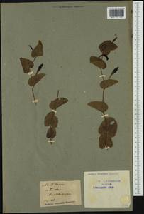 Aristolochia rotunda L., Западная Европа (EUR) (Франция)