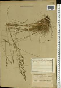 Овсяница овечья L., Восточная Европа, Северный район (E1) (Россия)