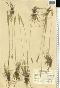 Тонконог пирамидальный (Lam.) P.Beauv., Восточная Европа, Северо-Украинский район (E11) (Украина)