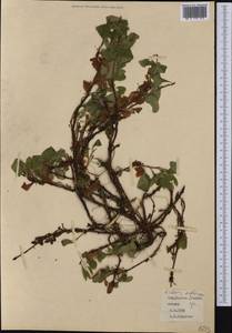 Толокнянка красная (Rehder & E. H. Wilson) Fernald, Сибирь, Якутия (S5) (Россия)