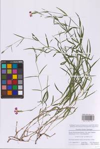 Гвоздика китайская L., Восточная Европа, Московская область и Москва (E4a) (Россия)