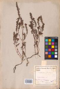 MHA 0 161 917, Зубчатка обыкновенная Moench, Восточная Европа, Средневолжский район (E8) (Россия)