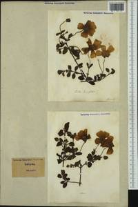 Cistus laurifolius L., Западная Европа (EUR) (Италия)