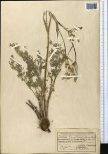 Ферула заилийская (Herder) Pimenov, Средняя Азия и Казахстан, Северный и Центральный Тянь-Шань (M4) (Казахстан)