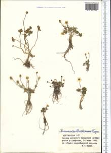 Ranunculus brotherusii, Средняя Азия и Казахстан, Северный и Центральный Тянь-Шань (M4) (Киргизия)