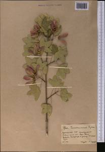 Клен туркменский (Pojark. ex Czerniak.) Rech.fil., Средняя Азия и Казахстан, Копетдаг, Бадхыз, Малый и Большой Балхан (M1) (Туркмения)