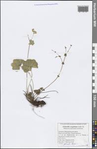 Манжетка складчатая Buser, Восточная Европа, Средневолжский район (E8) (Россия)