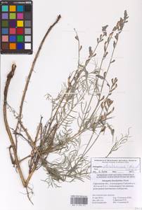 Astragalus astrachanicus Sytin & Laktionov, Восточная Европа, Нижневолжский район (E9) (Россия)