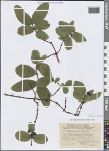 Жимолость Палласа (Ledeb.) Browicz, Сибирь, Прибайкалье и Забайкалье (S4) (Россия)